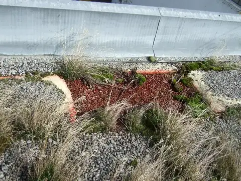 His is not a “green roof” this is an old roof where grass and plants have seeded and are rooting into the roof deck below